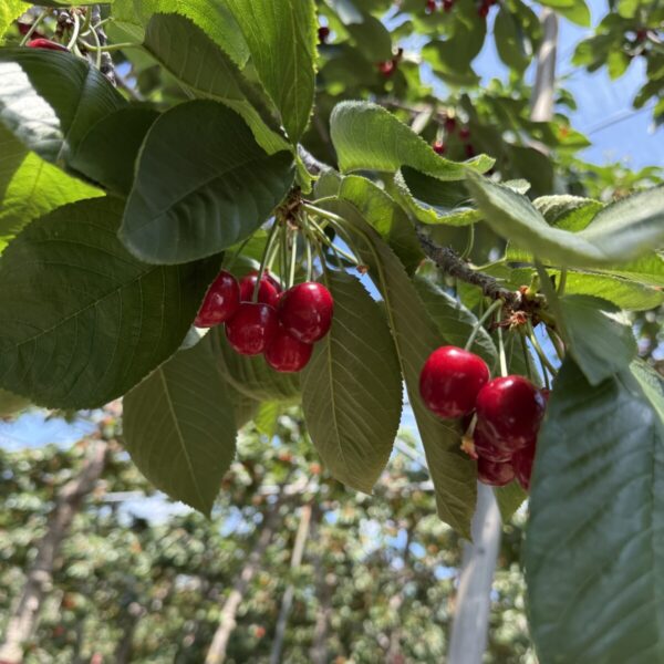 さくらんぼ狩り🍒
